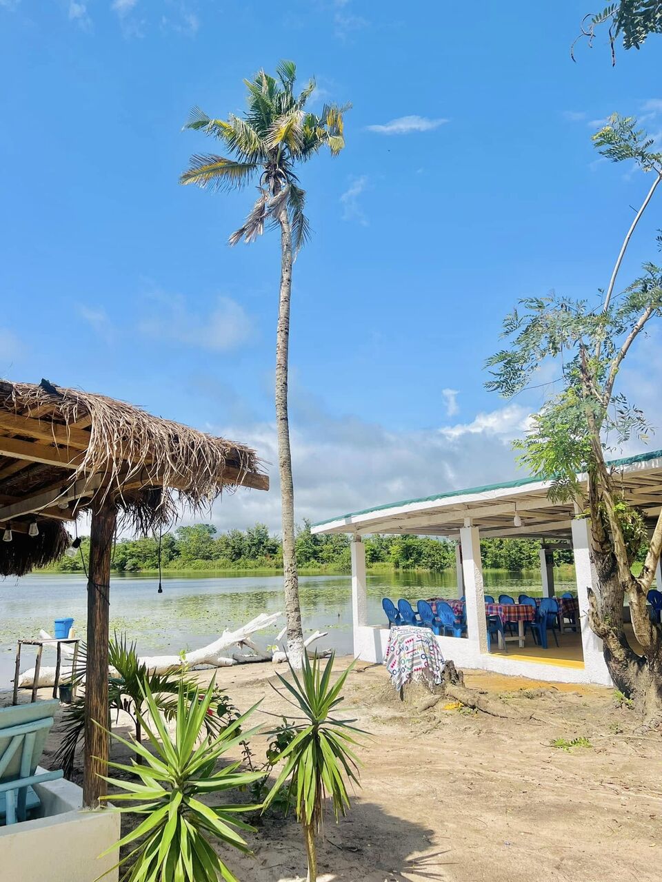 Restaurant couvert au bord du lac de Kibouo, sous un grand palmier, domaine Pacifik Lodges près de Daloa.
