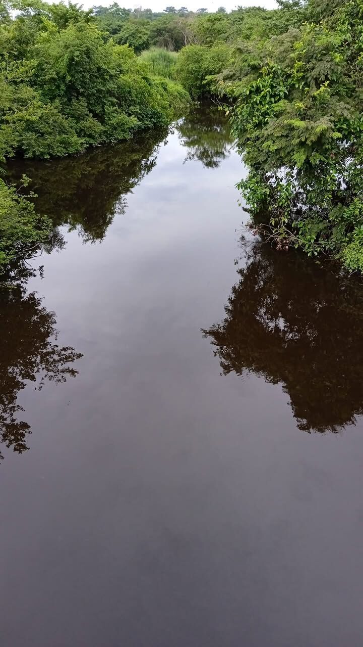 La rivière Lobo bordée de forêt-galerie.