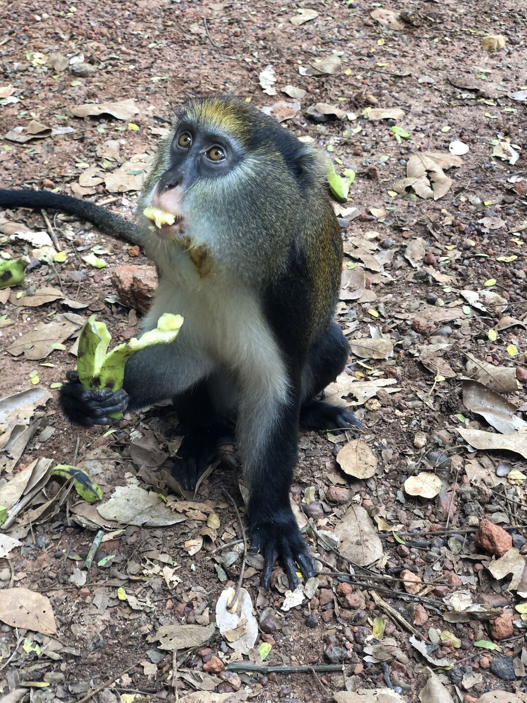Gros plan d'une mone de Campbell mangeant une banane au sol.