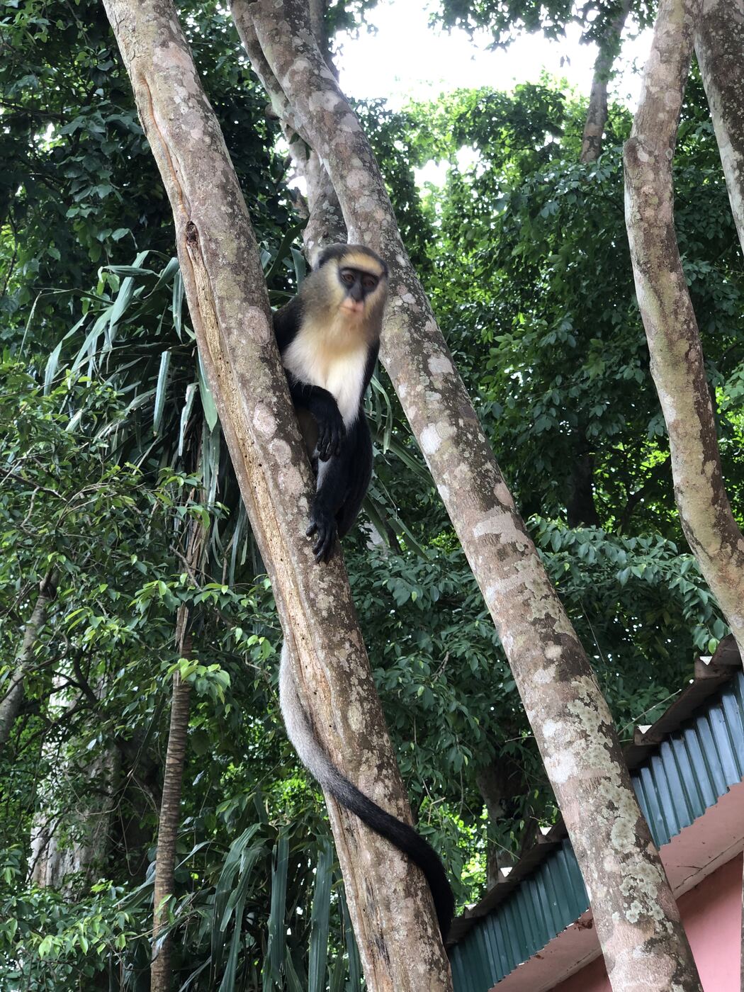 Un singe perché sur une branche sous le préau d'observation du site.